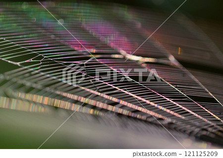 蜘蛛網在早晨的陽光下閃閃發光，特寫 121125209