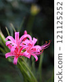 A cluster amaryllis 121125252