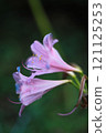 Blue spider lily and stamens 121125253