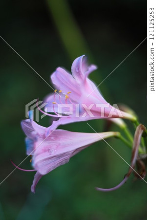 藍色簇孤挺花和雄蕊 121125253