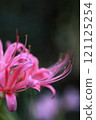 Pink spider lily and stamens 121125254