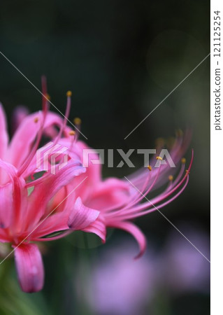 Pink spider lily and stamens 121125254
