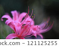 Pink spider lily and stamens 121125255