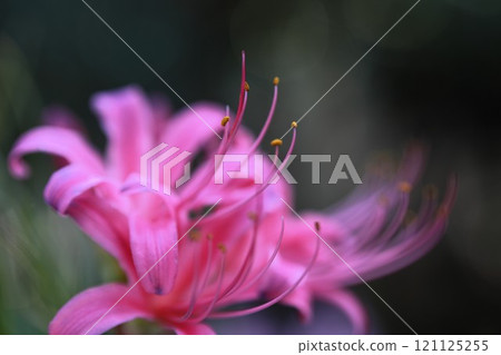 Pink spider lily and stamens 121125255