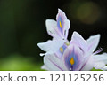 Water hyacinth and stamens 121125256