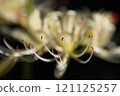 White spider lily and stamens 121125257
