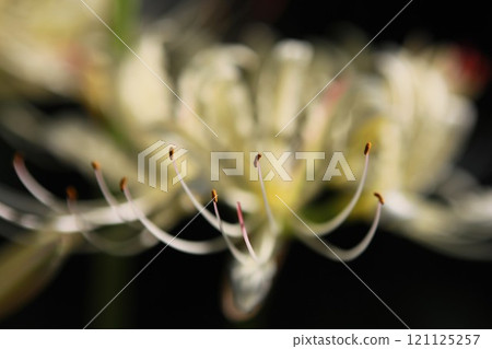White spider lily and stamens White spider lily and stamens 121125257