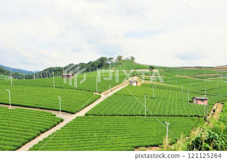 Yame large tea garden 121125264
