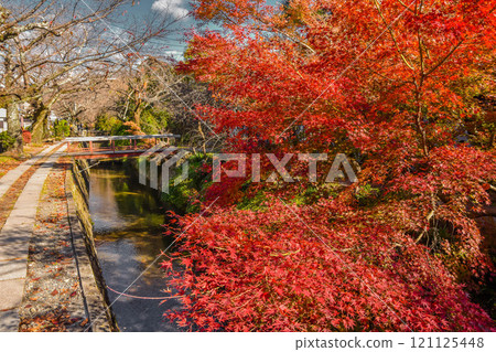 秋葉,秋天的京都,哲學之路街景 秋葉,秋天的京都,哲學之路街景 121125448