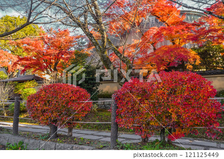 秋葉,秋天的京都,哲學之路街景 秋葉,秋天的京都,哲學之路街景 121125449