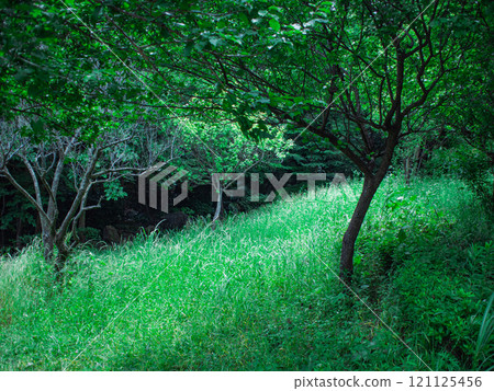 Grass and trees 121125456