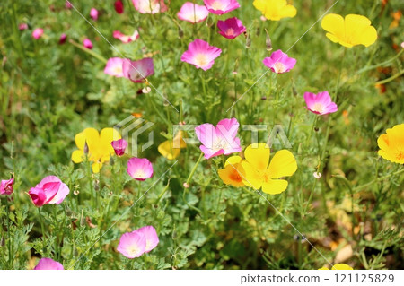California poppy flower 121125829