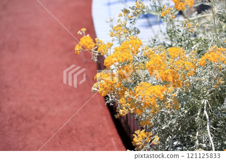 Curry plant flower 121125833