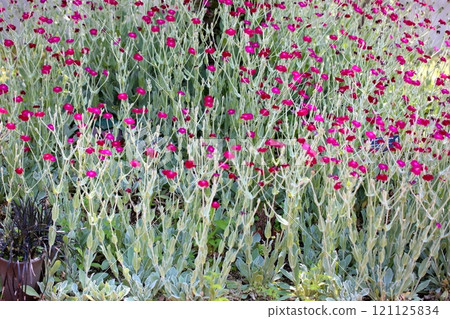 可愛的山貓 coronaria 花 121125834