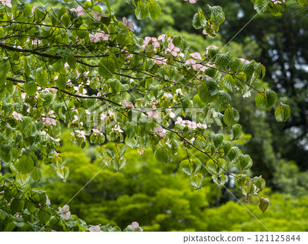 Flowering safflower dogwood tree Flowering safflower dogwood tree 121125844