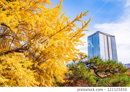 [東京]秋天的日比谷公園和東京中城日比谷 121125850