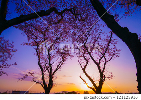 Cherry blossoms and sunrise 121125916
