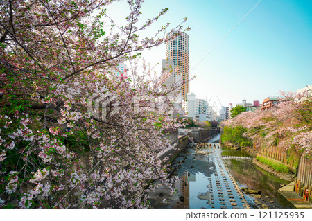 Scenery of cherry blossoms and skyscrapers 121125935