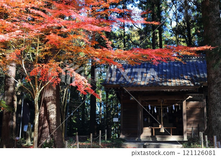 A collaboration between the main hall of Mamada Hachimangu Shrine and the maple leaves. A collaboration between the main hall of Mamada Hachimangu Shrine and the maple leaves. 121126081