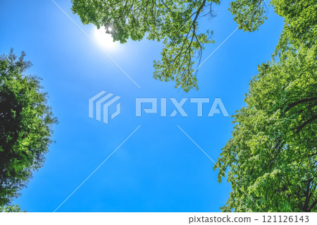 Spring Ikuta Ryokuchi: Image of fresh greenery Spring Ikuta Ryokuchi: Image of fresh greenery 121126143