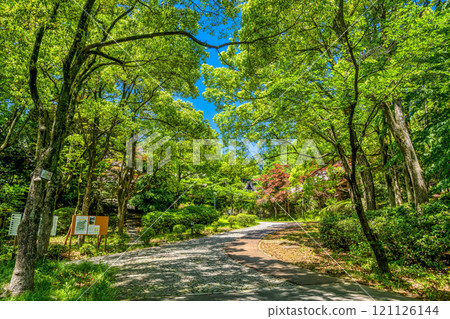 Spring Ikuta Ryokuchi: Image of fresh greenery Spring Ikuta Ryokuchi: Image of fresh greenery 121126144