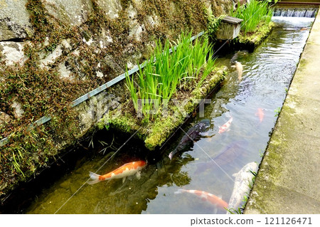 津和野殿町街道 在海參柵欄周圍的護城河中游泳的錦鯉風景 島根縣嘉子郡津和野町 津和野殿町街道 在海參柵欄周圍的護城河中游泳的錦鯉風景 島根縣嘉子郡津和野町 121126471