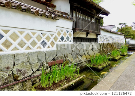 Tsuwano Tonomachi Street: Scenery of Nishikigoi swimming in the moat surrounding the Namako Wall. Tsuwano Town, Kashima Prefecture Tsuwano Tonomachi Street: Scenery of Nishikigoi swimming in the moat surrounding the Namako Wall. Tsuwano Town, Kashima Prefecture 121126472