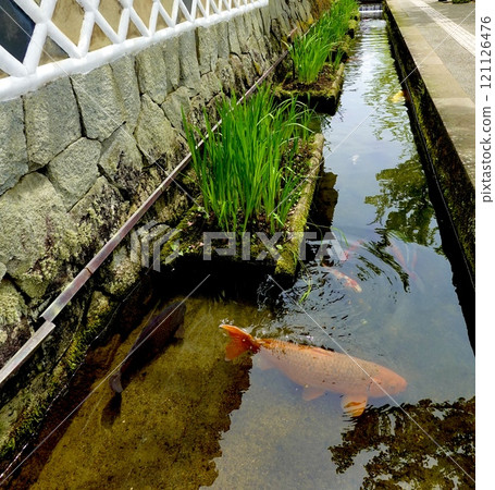 Tsuwano Tonomachi Street: Scenery of Nishikigoi swimming in the moat surrounding the Namako Wall. Tsuwano Town, Kashima Prefecture Tsuwano Tonomachi Street: Scenery of Nishikigoi swimming in the moat surrounding the Namako Wall. Tsuwano Town, Kashima Prefecture 121126476