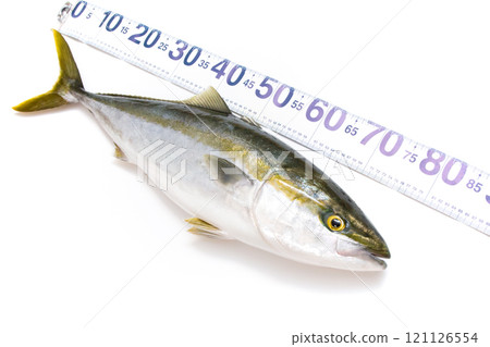 測量新鮮鰤魚和魚的量具 測量新鮮鰤魚和魚的量具 121126554