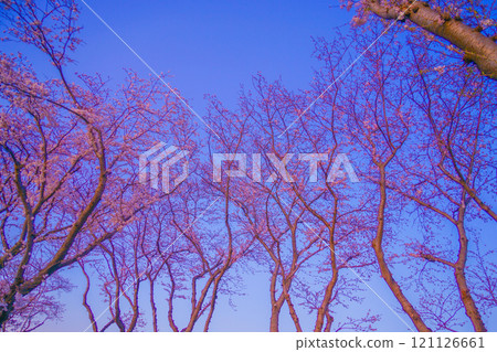 櫻花剪影 121126661