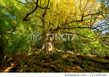 Nagaretani Hachiman Shrine (Big Ginkgo) [Kawachinagano City, Osaka Prefecture] 121126728