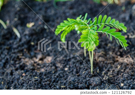 Plant a tree Plant a tree 121126792