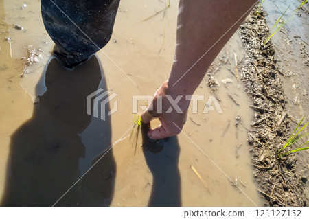 rice planting, seeding, paddy 121127152
