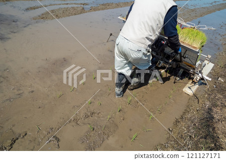 rice planting, farmer, farmhouse 121127171