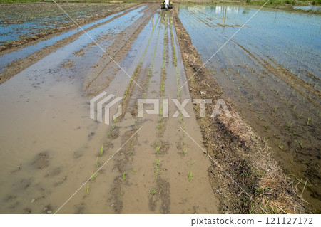 rice planting, rice transplanter, paddy 121127172