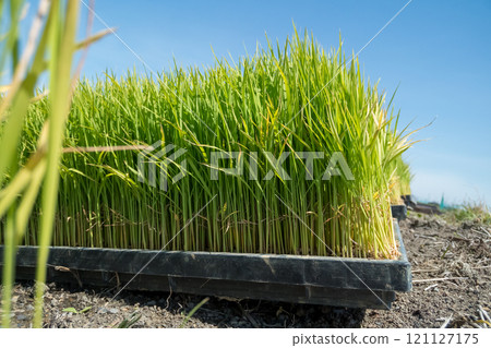 下種 播種 稻田 121127175