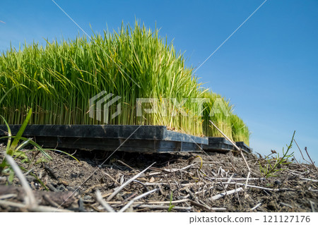 seeding, paddy field, rice field 121127176