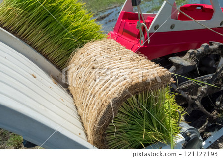 seeding, paddy field, rice field 121127193