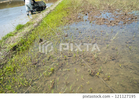水稻 水稻種植 男人 121127195