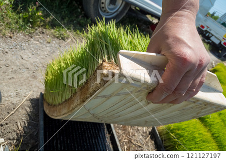 Seedling board 121127197