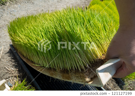 下種 播種 水稻 121127199