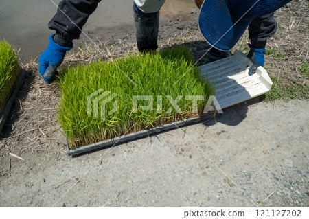 seeding, rice planting, rice crop 121127202