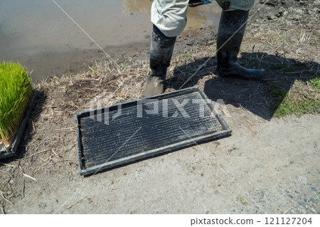 下種 播種 水稻種植 121127204