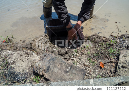 水稻種植 水稻 稻株栽培 121127212