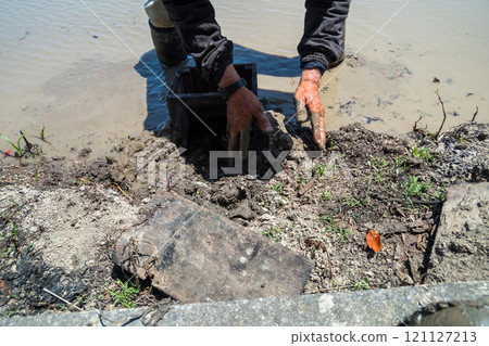 rice planting, paddy, rice crop 121127213