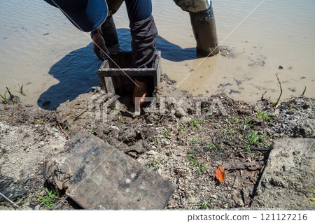 水稻種植 水稻 稻株栽培 121127216