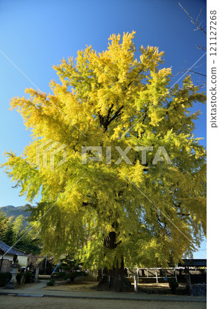 Nibu Sakadono Shrine (Ginkgo) [Katsuragi Town, Wakayama Prefecture] 121127268