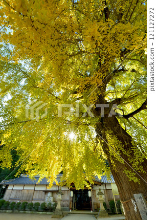 Nibu Sakadono Shrine (Ginkgo) [Katsuragi Town, Wakayama Prefecture] 121127272