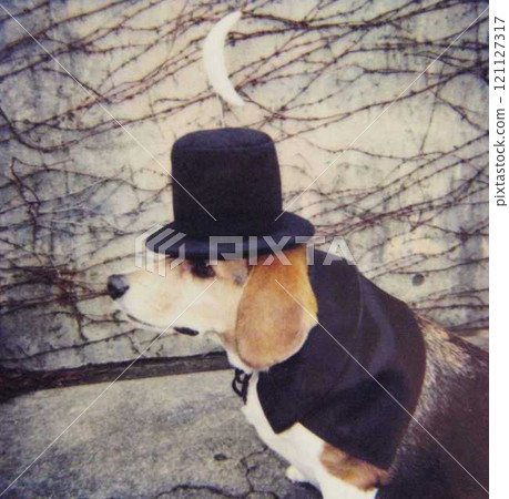 Beagle wearing Magritte's bowler hat Beagle wearing Magritte's bowler hat 121127317