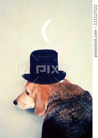 戴著馬格利特圓頂禮帽的小獵犬 6 121127322